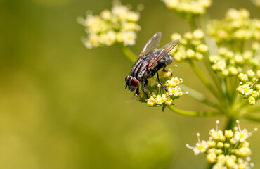 A fly on small yellow flowers. Macro