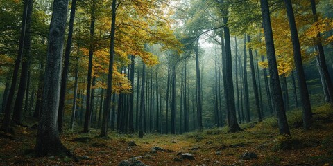 Obraz premium Autumn forest showing colorful foliage and foggy morning light