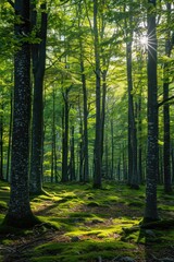 Fototapeta premium Sun shining through trees in green forest