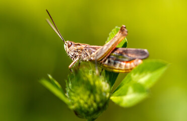 Fototapeta premium Portrait of a grasshopper in nature. Macro