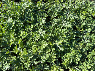 Green leaves of watermelon plant in nature. Background