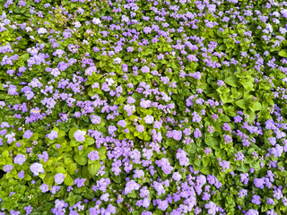 Obraz premium Small blue flowers on the field as a background