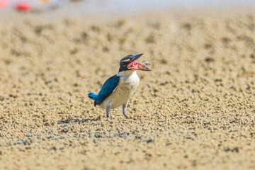 Collared Kingfisher eating crab  on the beach. © Nakornthai