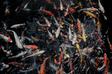 Mehrere Koikarpfen schwimmen im Nationalpark Khao Sok