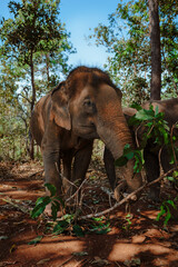 Asiatischer Elefant morgens im Dschungel Chang Mai.