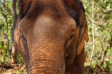 Clos-Up Aufnahme eines Thail&auml;ndischer Elefanten  in Chang Mai Dschungel