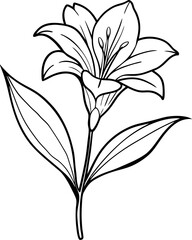 Alstroemeria flower with stem and leaves illustration coloring page line art black lines white
