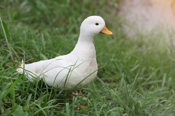 call ducks are playing in the farm.cute duck aquatic birds on green grass..
