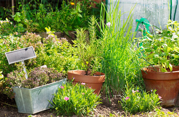 herbal plants growing in terra cotta flowerpot  in a garden