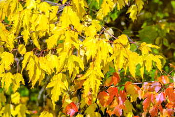 Autumn background-yellow leaves in the city Park
