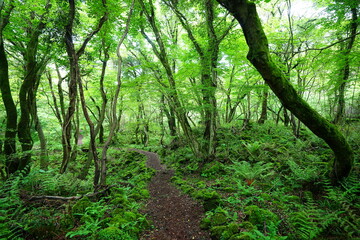 refreshing forest with fine path
