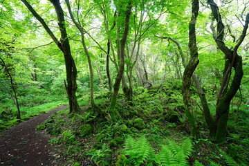 mossy rocks and old trees in spring forest
