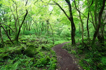 fine path through spring forest