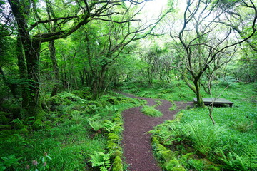 fine path through spring forest