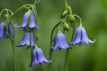 Bluebell flowers with drooping bell shaped blooms and slender leaves, Ai Generated