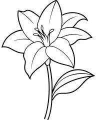 Amaryllis Flower outline illustration coloring book page design