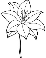 Amaryllis Flower outline illustration coloring book page design