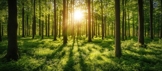 Springtime green forest. with copy space image. Place for adding text or design