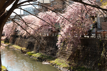 桜と川
