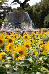 噴水とひまわり