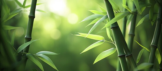 Bamboo shoots and blades. with copy space image. Place for adding text or design