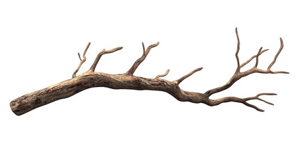 Dry branch isolated transparent background