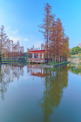 Fototapeta premium Grove of Larch in Qiandeng Lake Park, Foshan