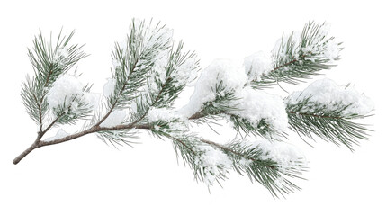 Obraz premium Snow covered pine branch isolated transparent background