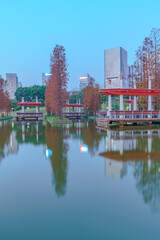 Fototapeta premium Grove of Larch in Qiandeng Lake Park, Foshan