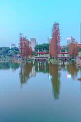 Grove of Larch in Qiandeng Lake Park, Foshan