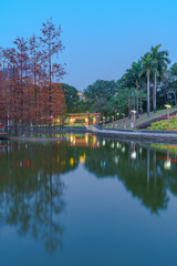 Obraz premium Grove of Larch in Qiandeng Lake Park, Foshan