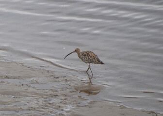 Curlew in the water