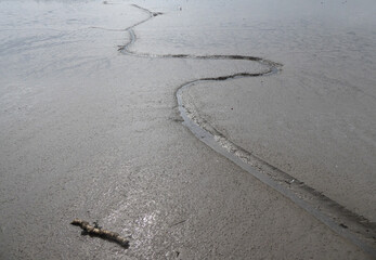 meandering path in the mudflats