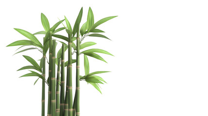 Lush green bamboo plants isolated transparent background