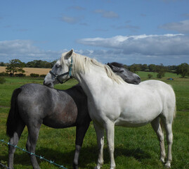 horse friends