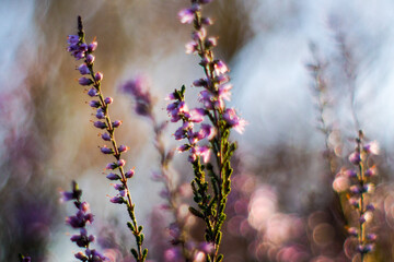 Macro de fleurs de bruy&egrave;re, dans la for&ecirc;t des Landes de Gascogne, pendant le cr&eacute;puscule