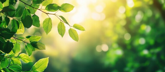 This is the journey of philosophy during the season of new greenery. with copy space image. Place for adding text or design