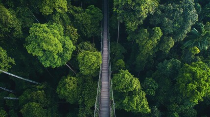 Aerial perspective of the Borneo rainforest canopy walkway, weaving through treetops in Sepilok.
