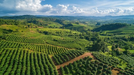 Aerial perspective of the lush coffee plantations on the rolling hills of the Bolaven Plateau.
