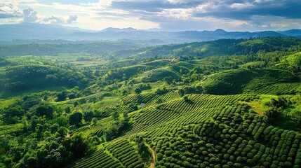Fototapeta premium Aerial perspective of the lush coffee plantations on the rolling hills of the Bolaven Plateau.