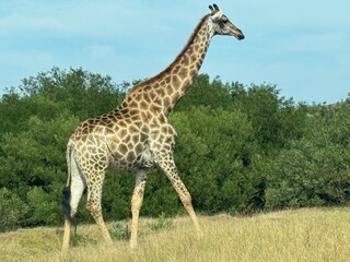 giraffe in the savannah