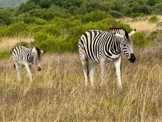 Wild zebras