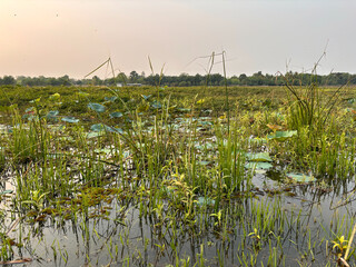 reeds in the water