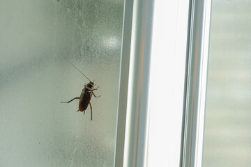 Large Cockroach In Bathroom - Australian Cockroach