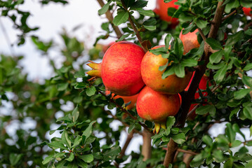 Ripe pomegranates fruit hanging on a tree branch in the garden