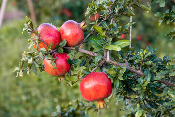 Ripe pomegranates fruit hanging on a tree branch in the garden