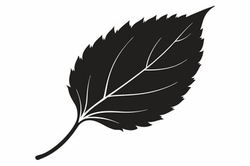 
Birch leaf silhouette Vector illustration. leaf vector icon, Birch leaf

