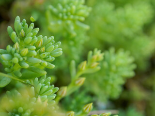 Macro photography of vibrant lichen and moss reveals their texture and detail, showcasing the beauty of nature's little details up close