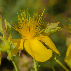 Yellow flowers of common or perforate St John's wort