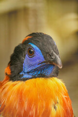 The Temminck's tragopan (Tragopan temminckii)